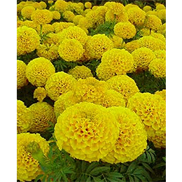萬壽菊